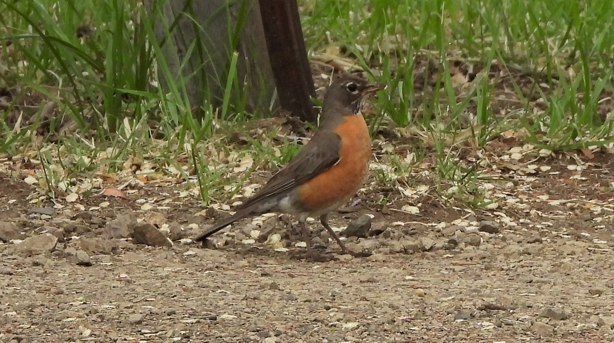 קיכלי נודד - ML579234581