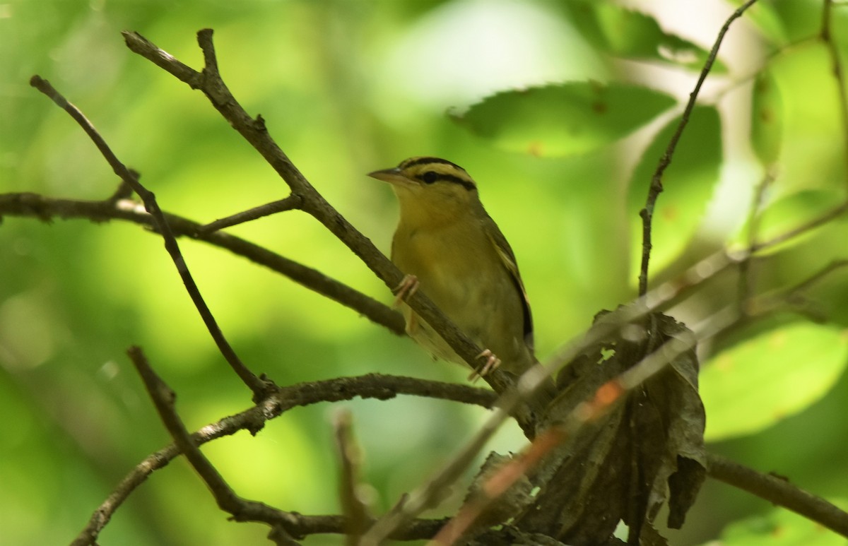 Worm-eating Warbler - ML579234961