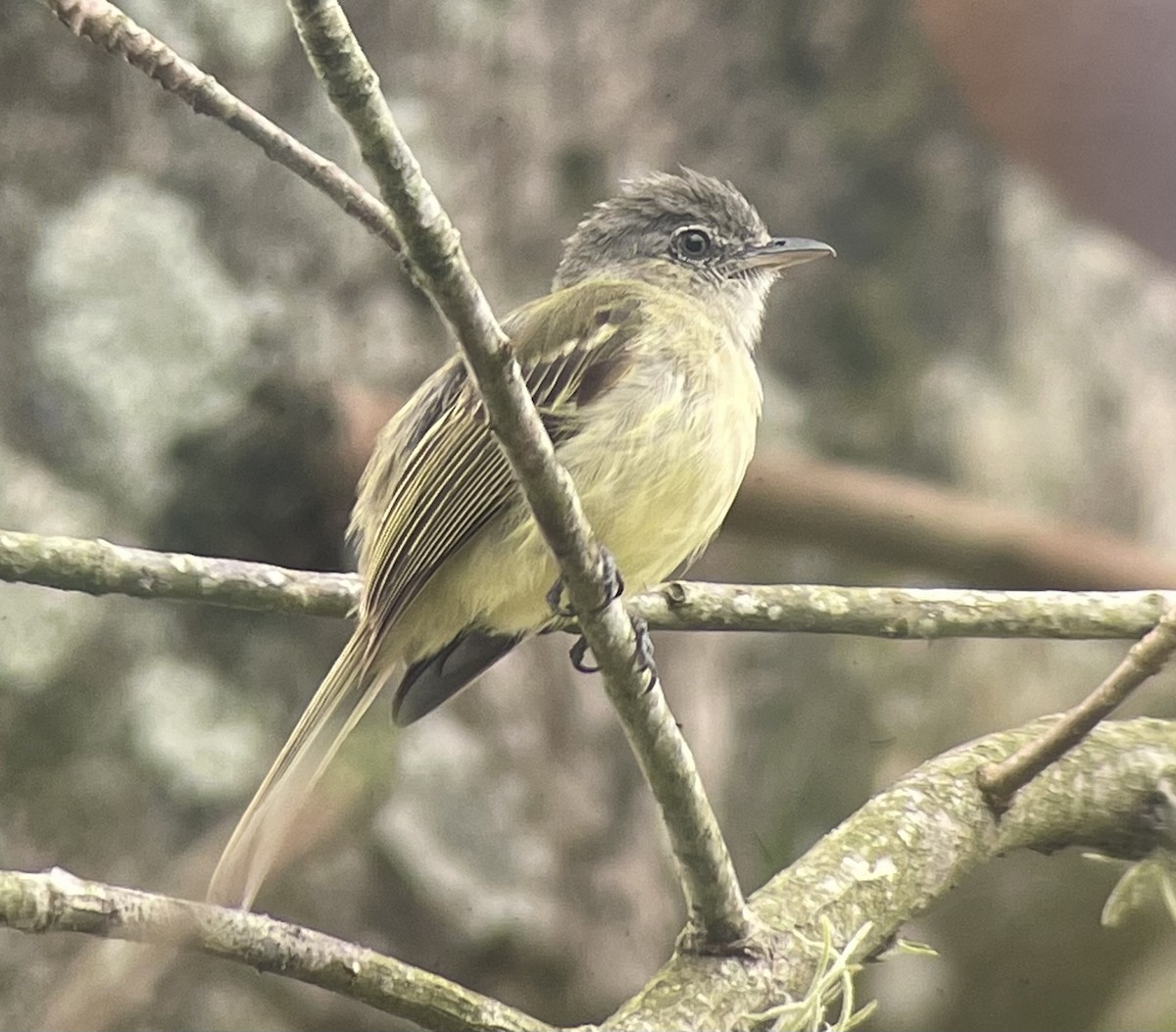 Yellow-olive Flatbill (asemus) - ML579236341