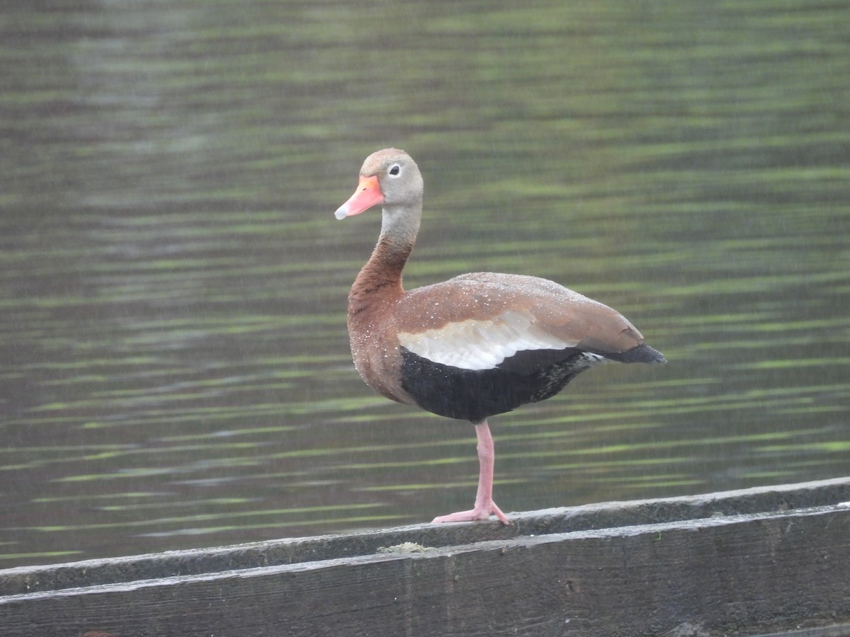 Black-bellied Whistling-Duck - ML579236451