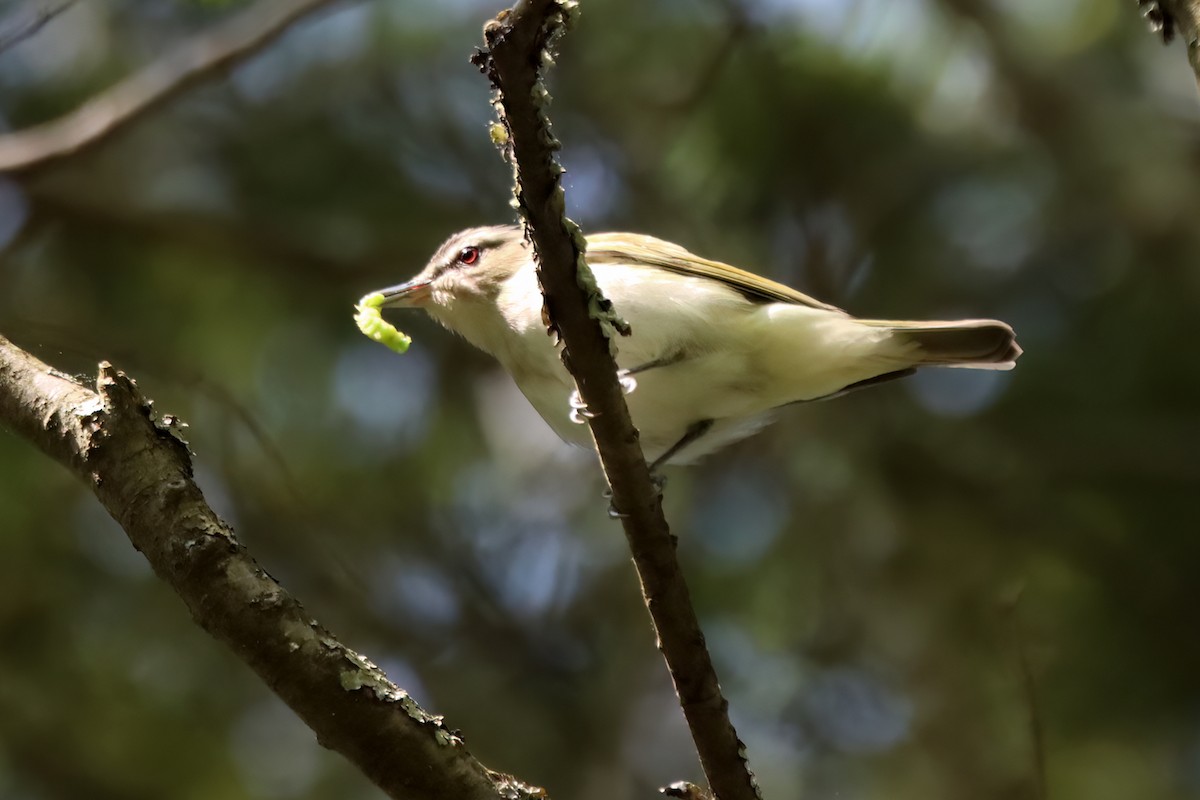 Red-eyed Vireo - ML579236731