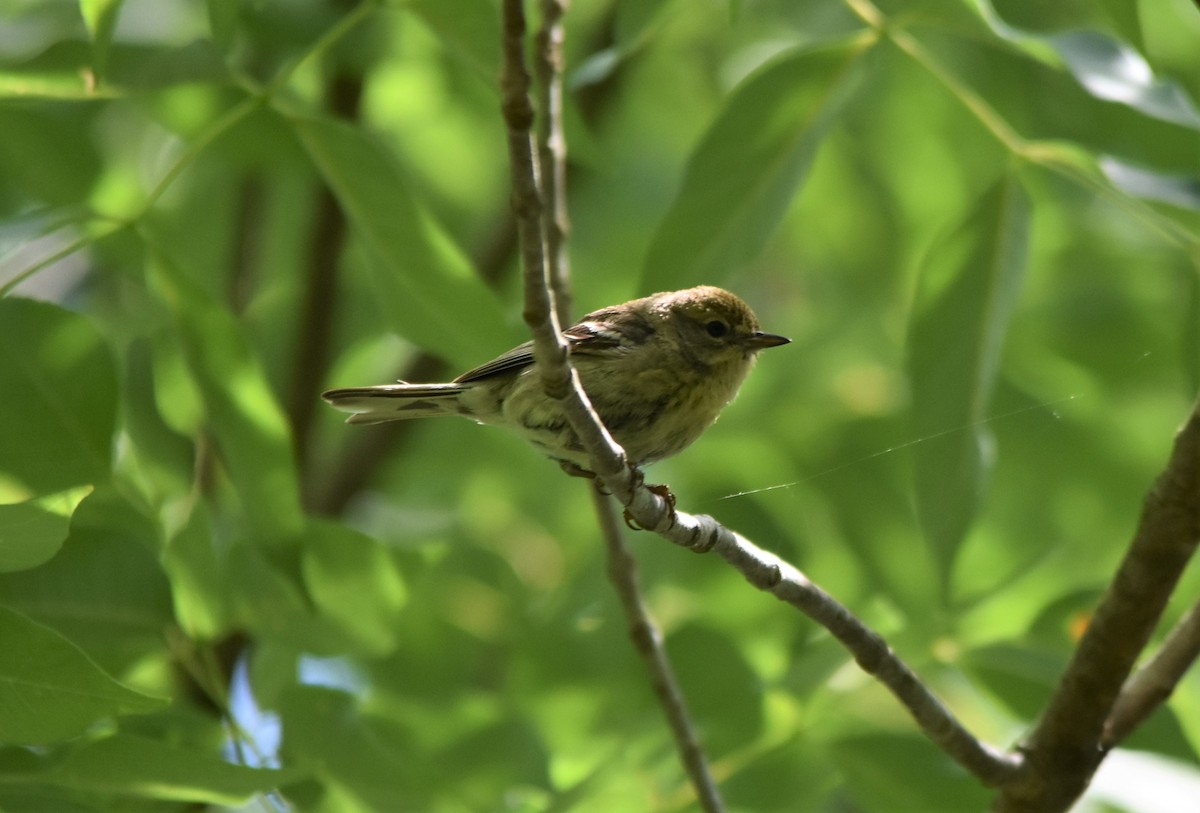 Pine Warbler - ML579237071