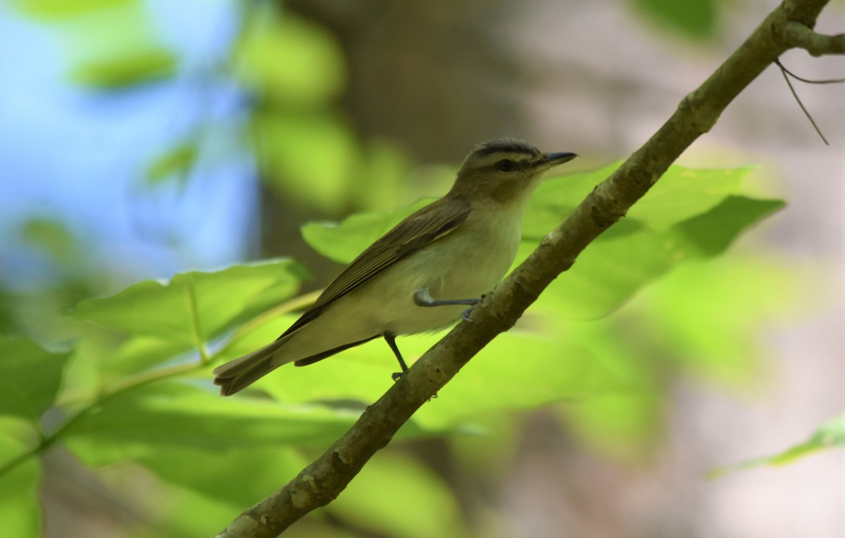 Red-eyed Vireo - ML579237421