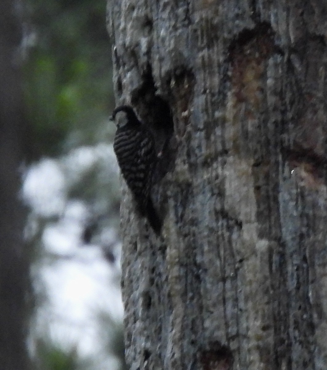 Red-cockaded Woodpecker - Robert Ake