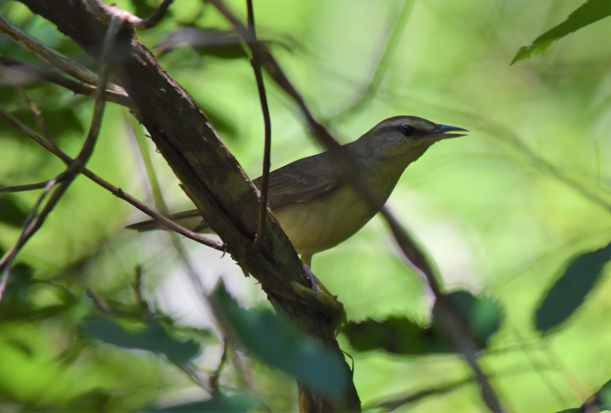 Swainson's Warbler - ML579238831