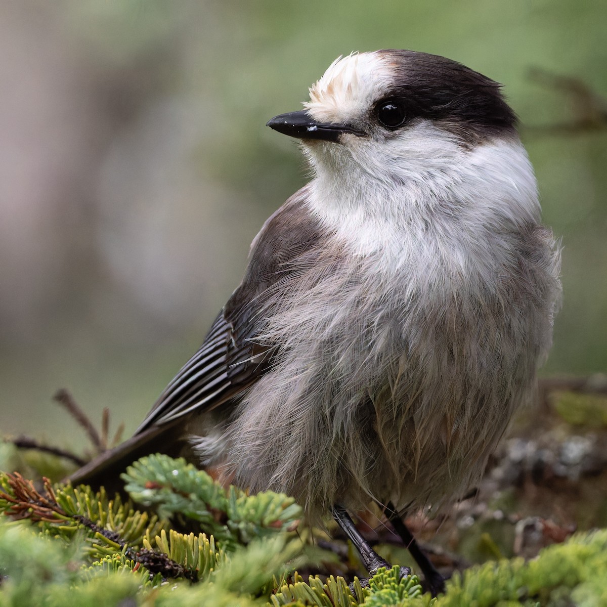 Canada Jay - ML579238991