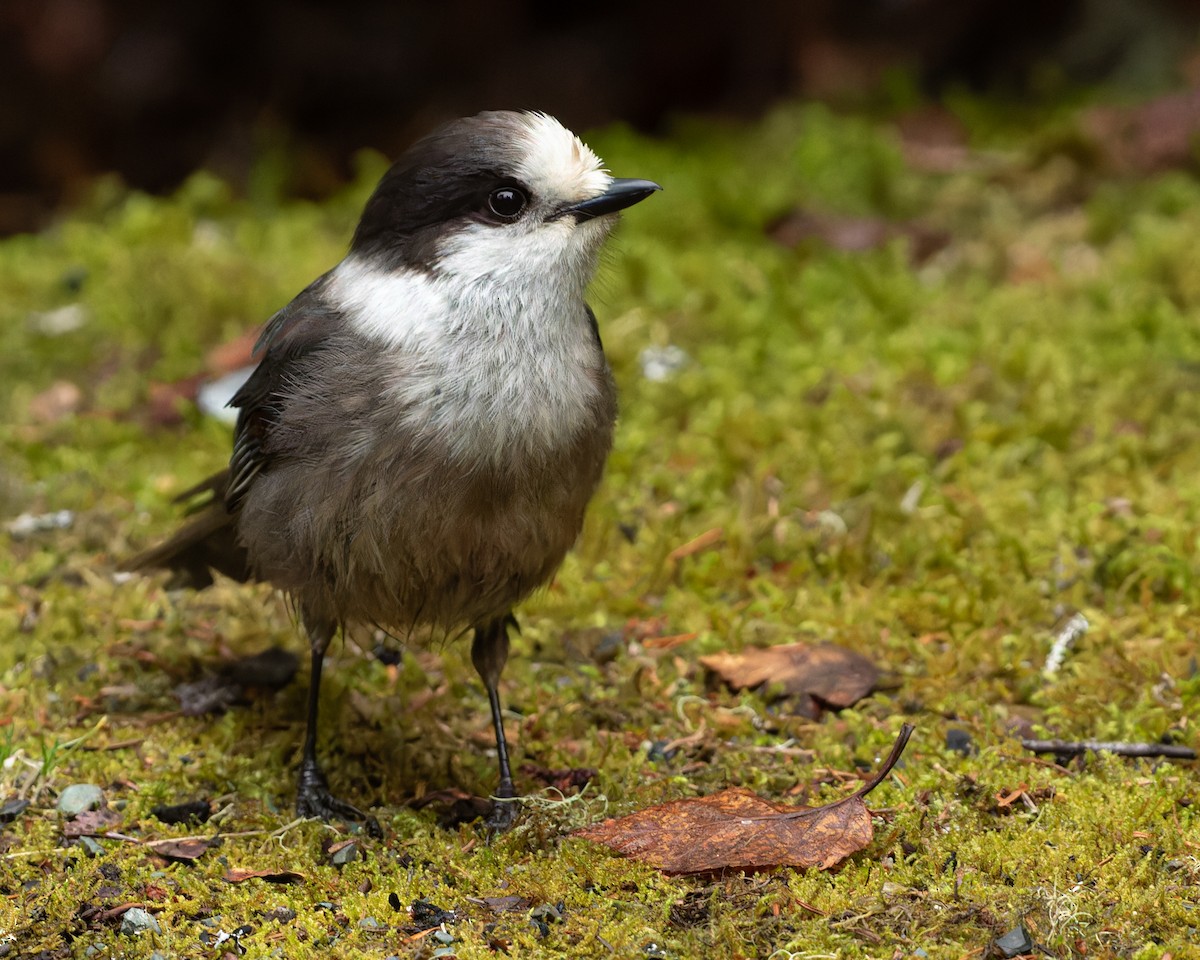 Canada Jay - ML579239001