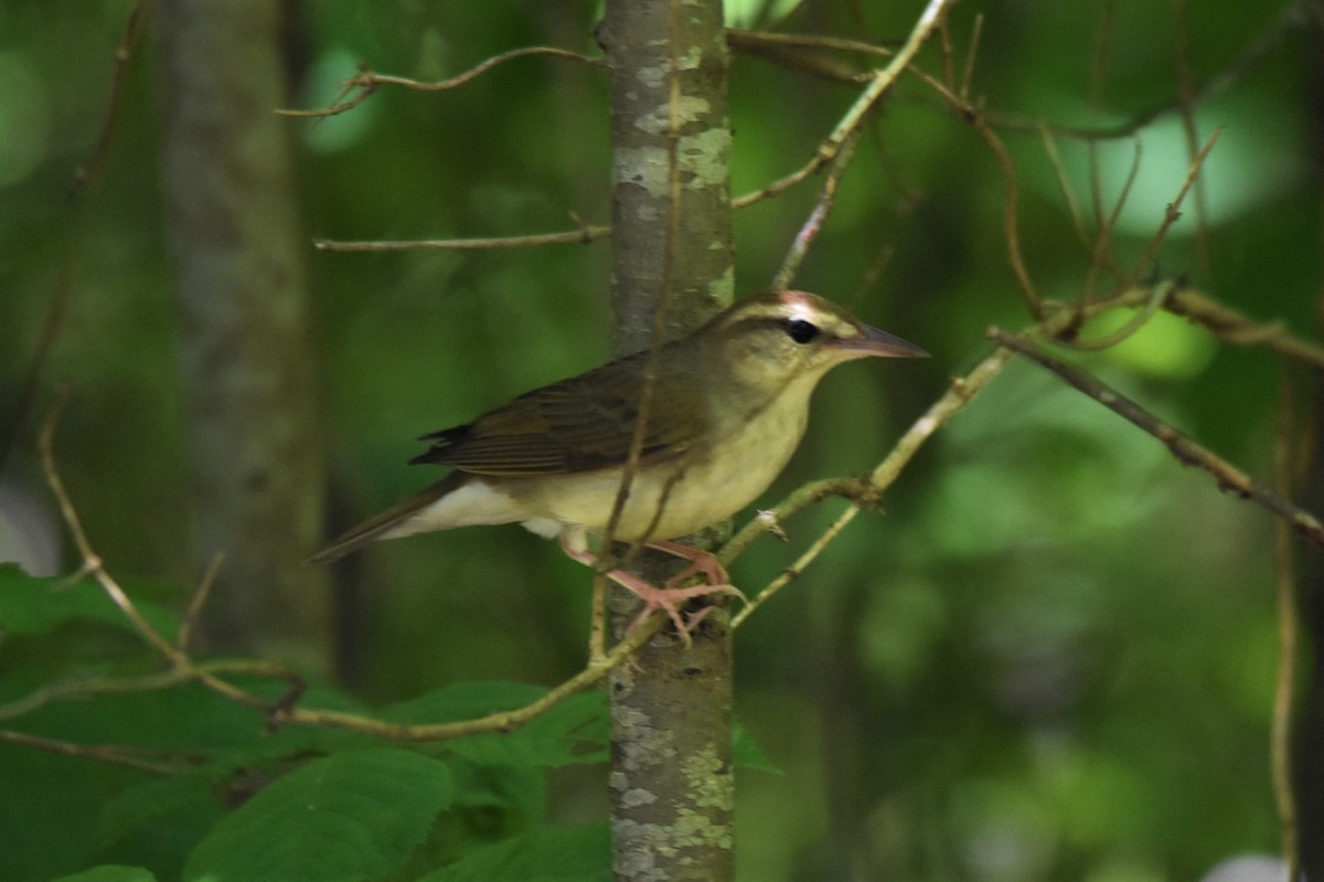 Swainson's Warbler - ML579239511