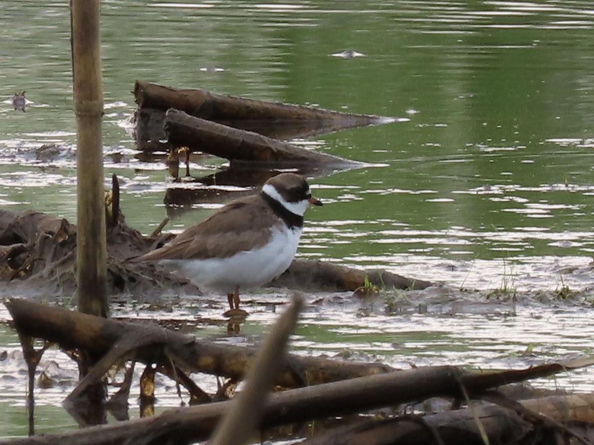 Semipalmated Plover - ML579239631