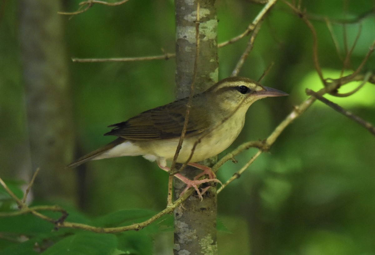 Swainson's Warbler - ML579239781