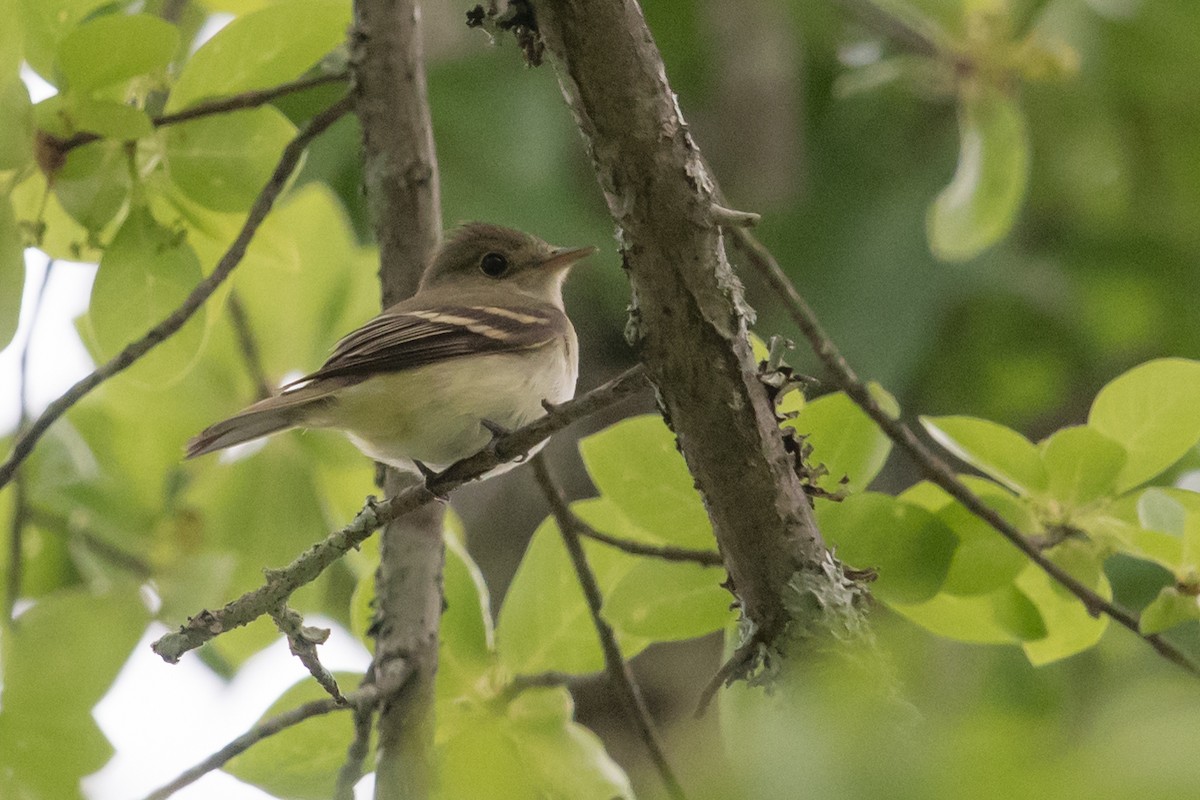 Acadian Flycatcher - ML57923981