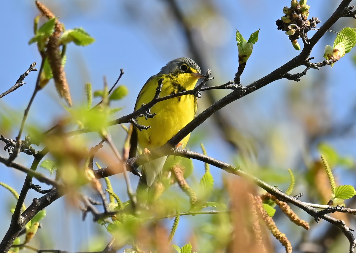 Canada Warbler - ML579239851