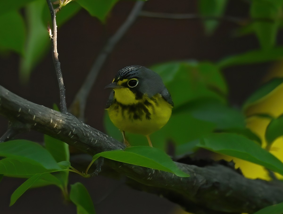 Canada Warbler - ML579239861