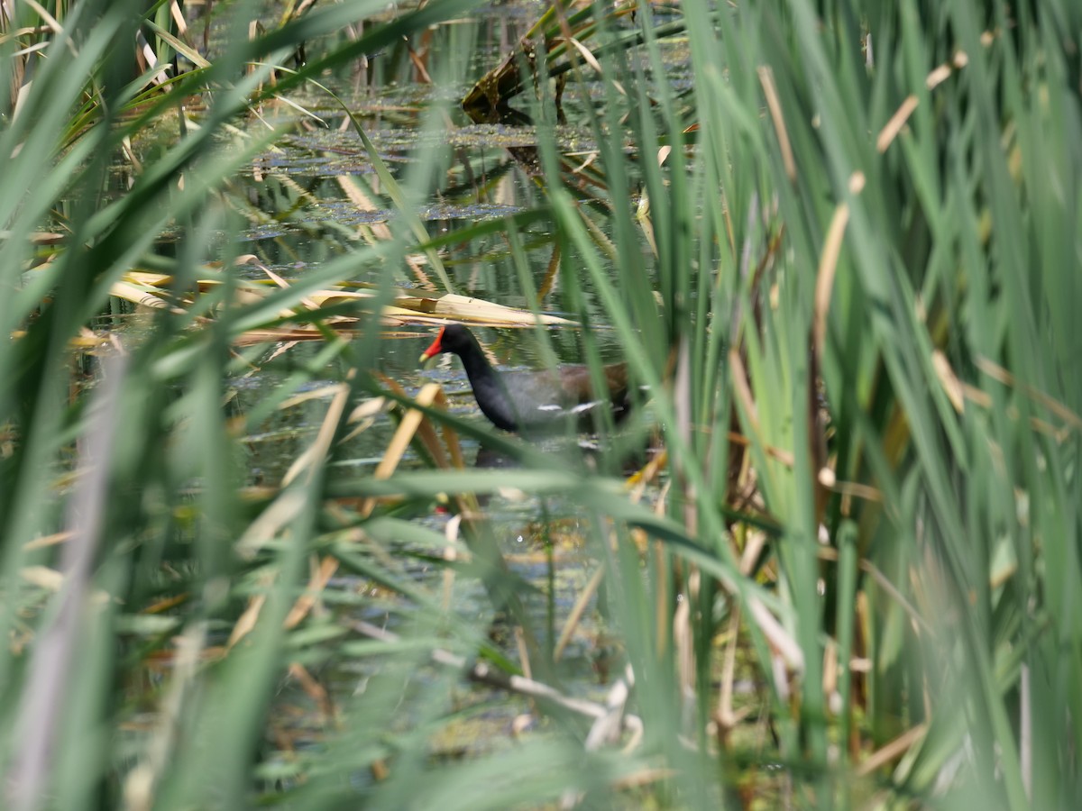 Common Gallinule - ML579240551