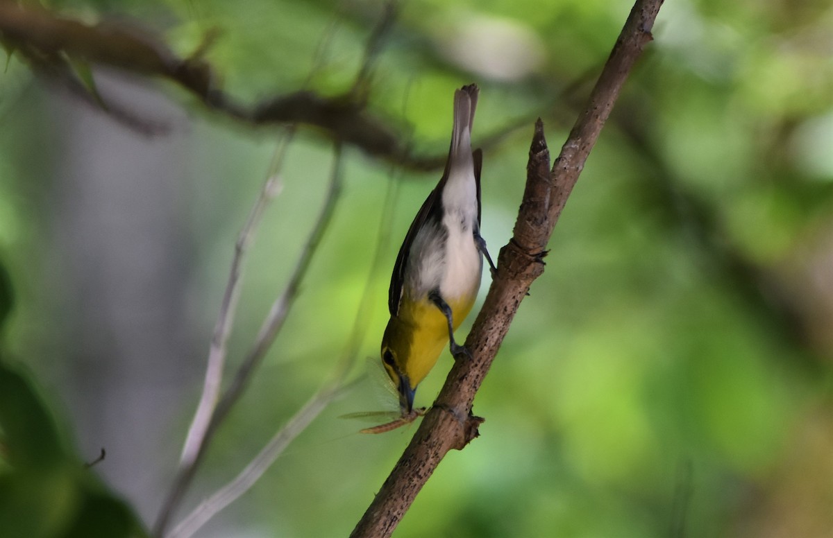 Yellow-throated Vireo - ML579240571