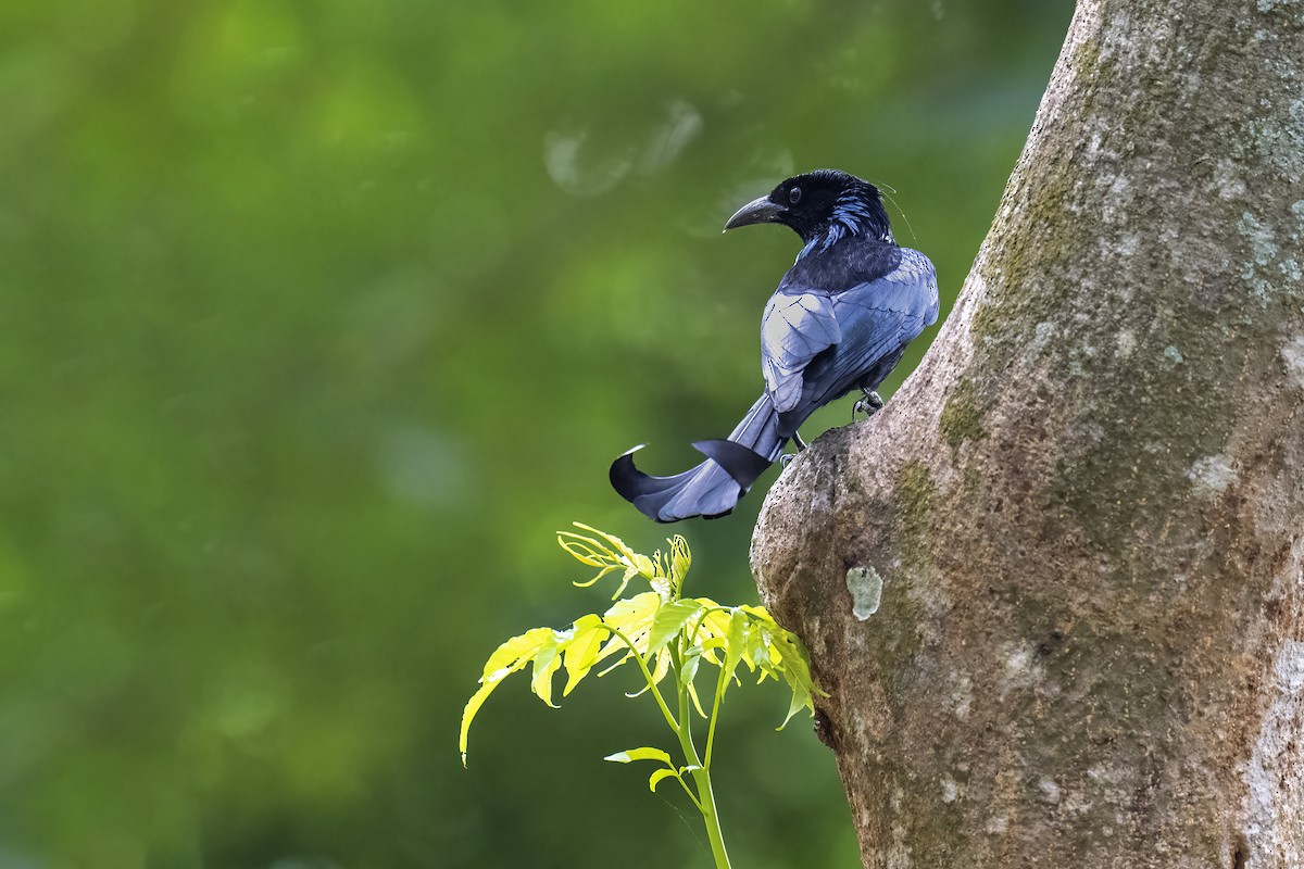 Hair-crested Drongo - Parthasarathi Chakrabarti