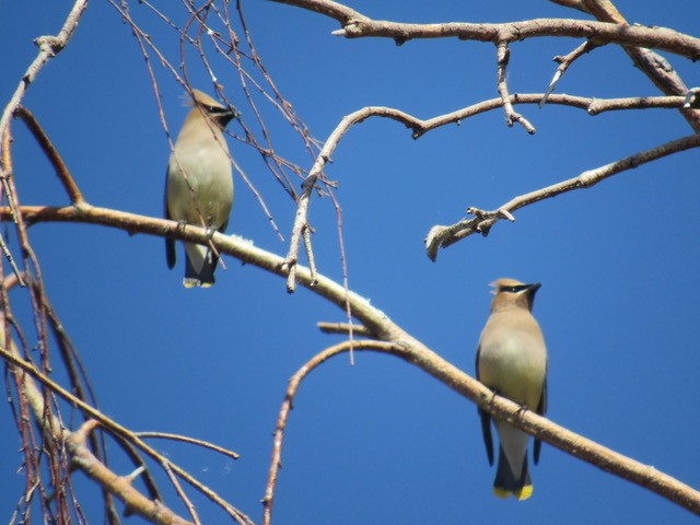 Cedar Waxwing - ML579241621