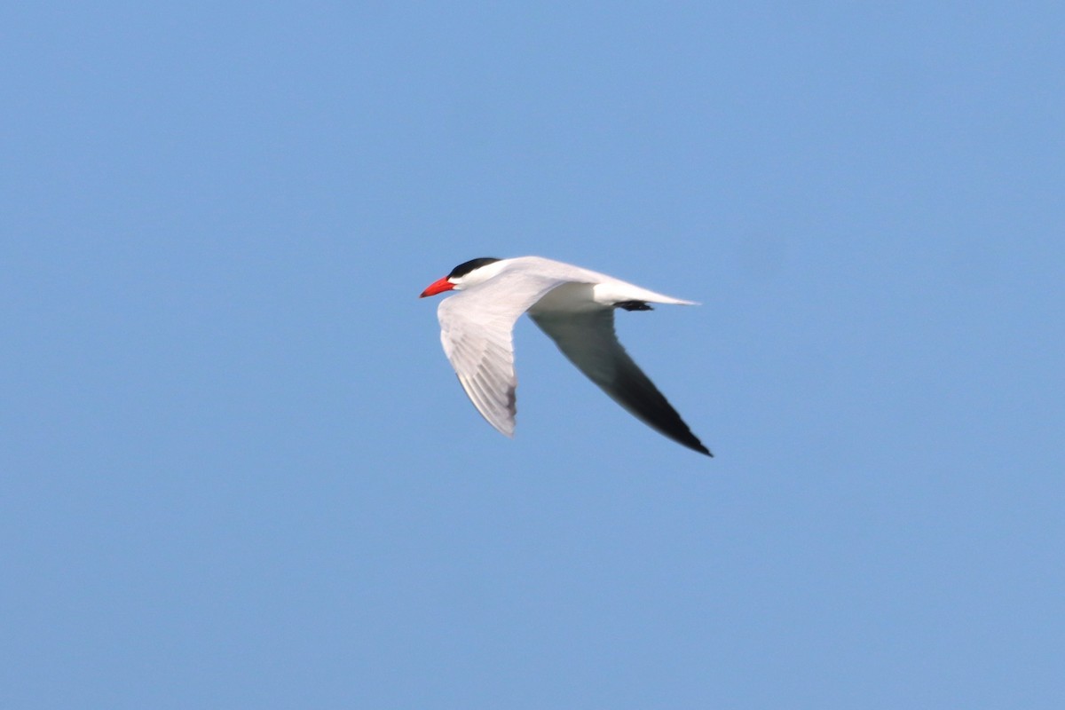 Caspian Tern - Vincent O'Brien