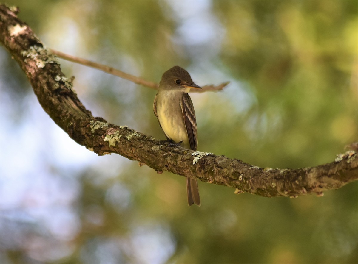 Eastern Wood-Pewee - ML579242191