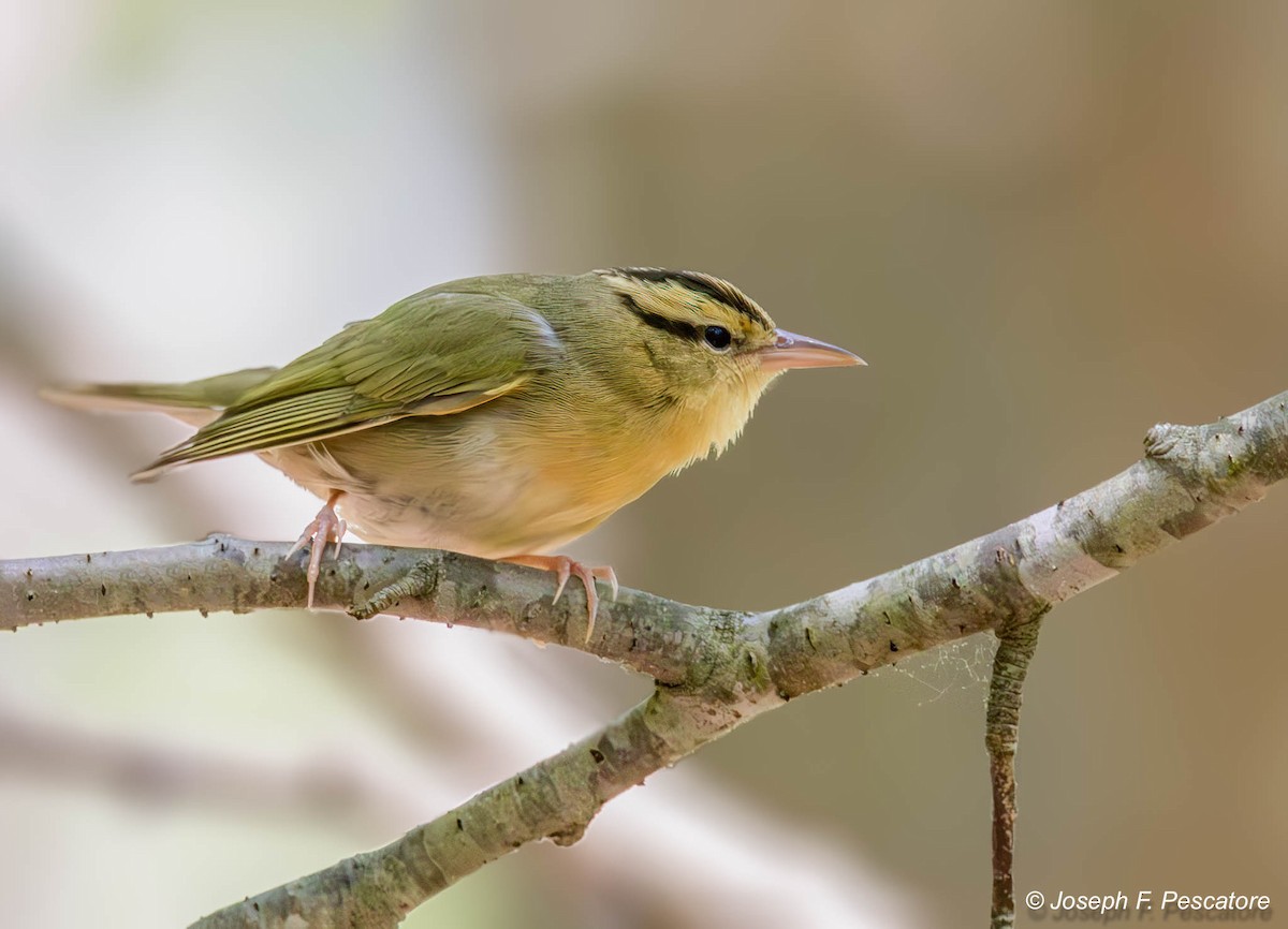 Worm-eating Warbler - ML579242211