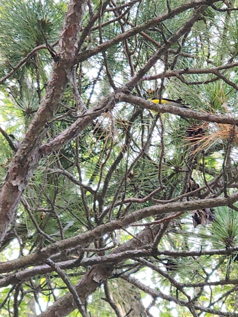 American Goldfinch - ML579242401