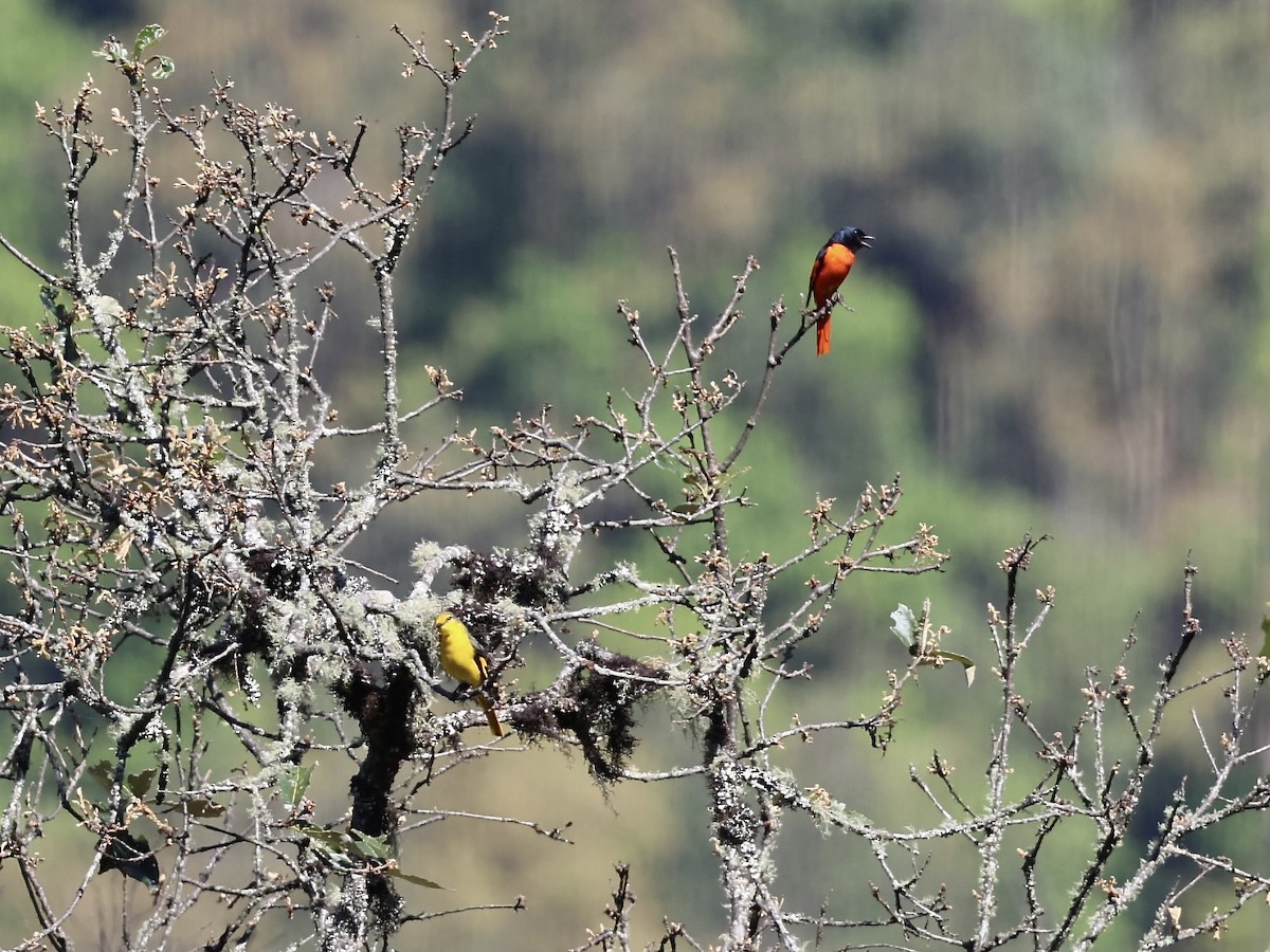 Scarlet Minivet - ML579242431