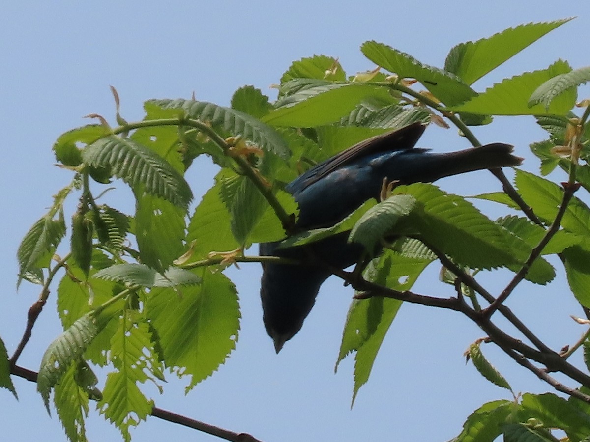 Indigo Bunting - ML579242721