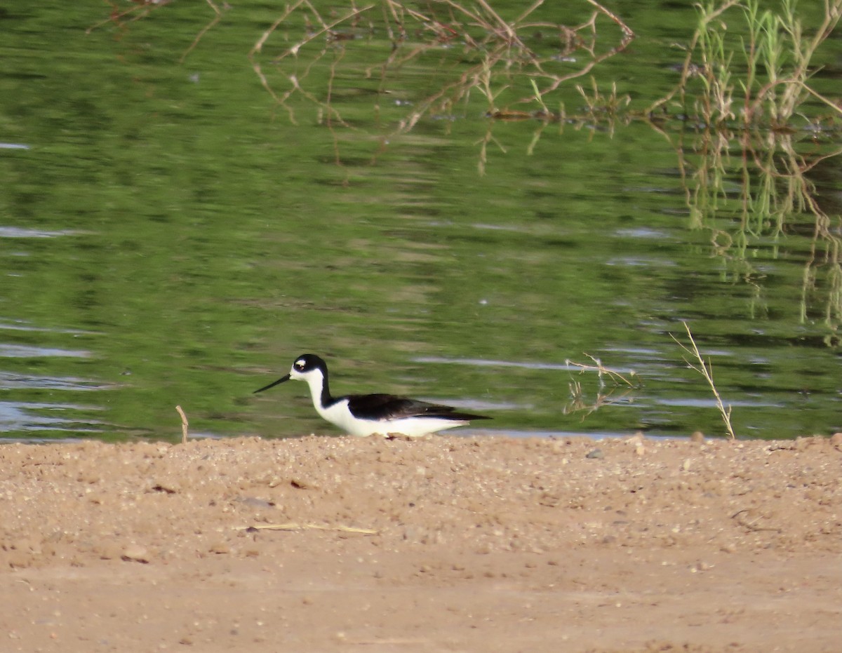 Black-necked Stilt - ML579242941