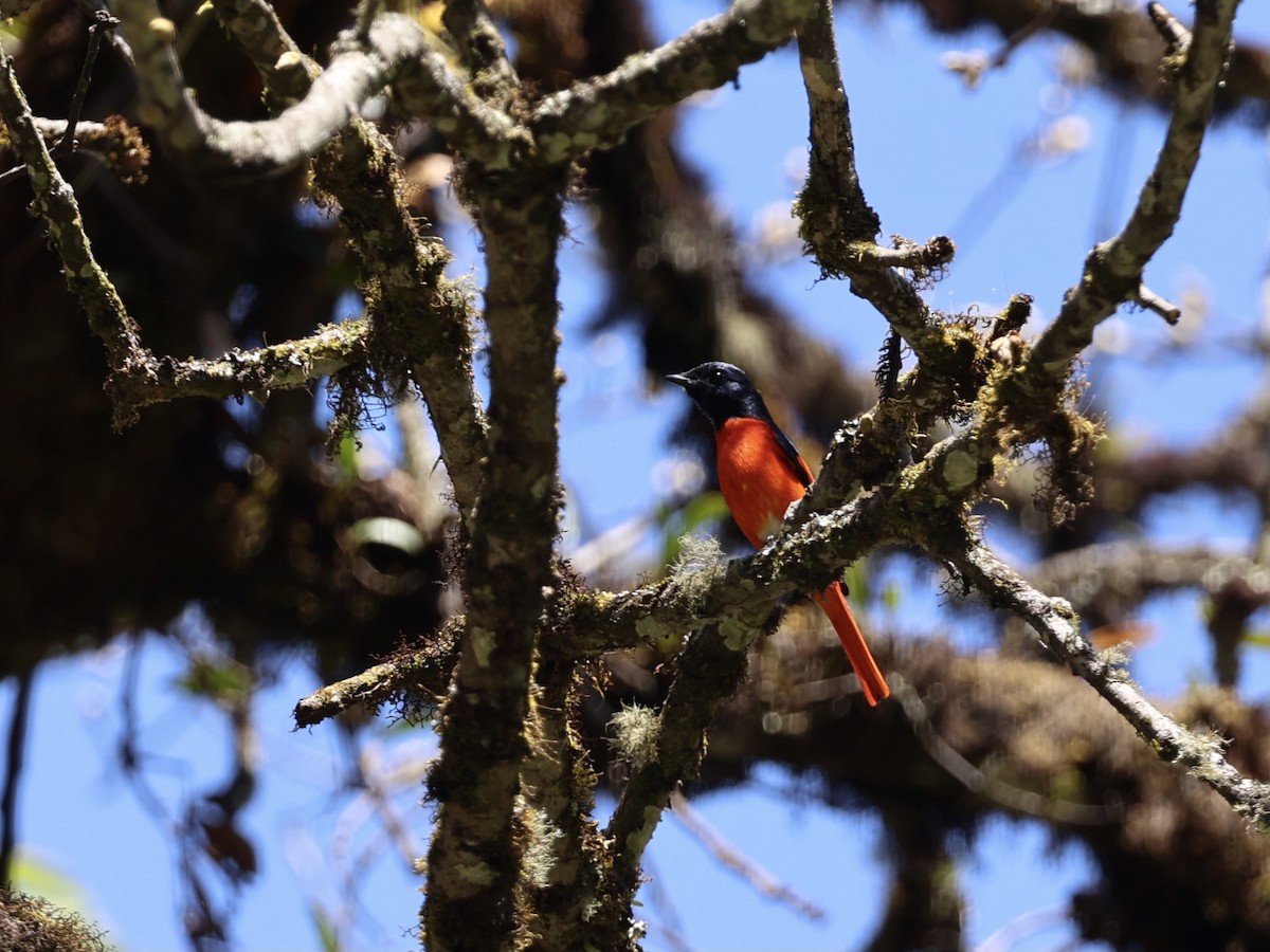 Scarlet Minivet - ML579243181