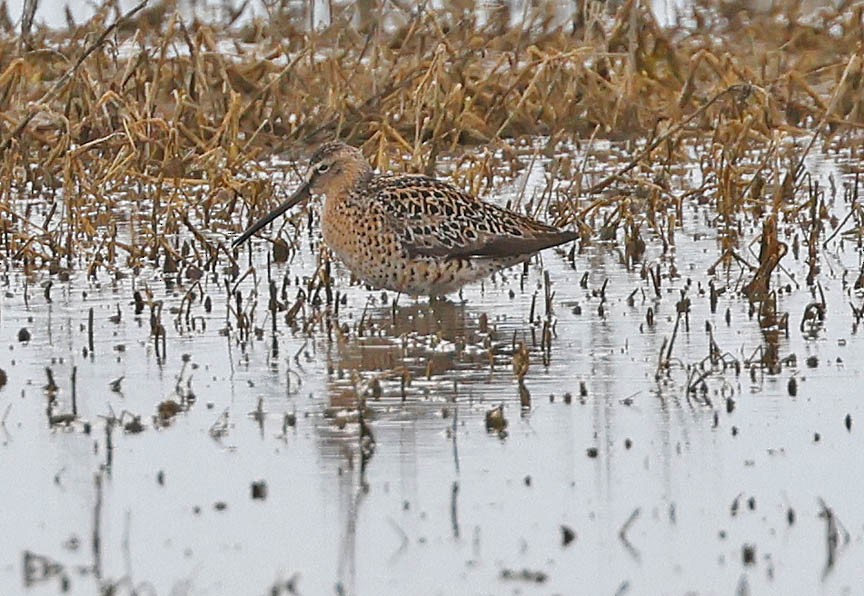 Short-billed Dowitcher - Mark Dennis