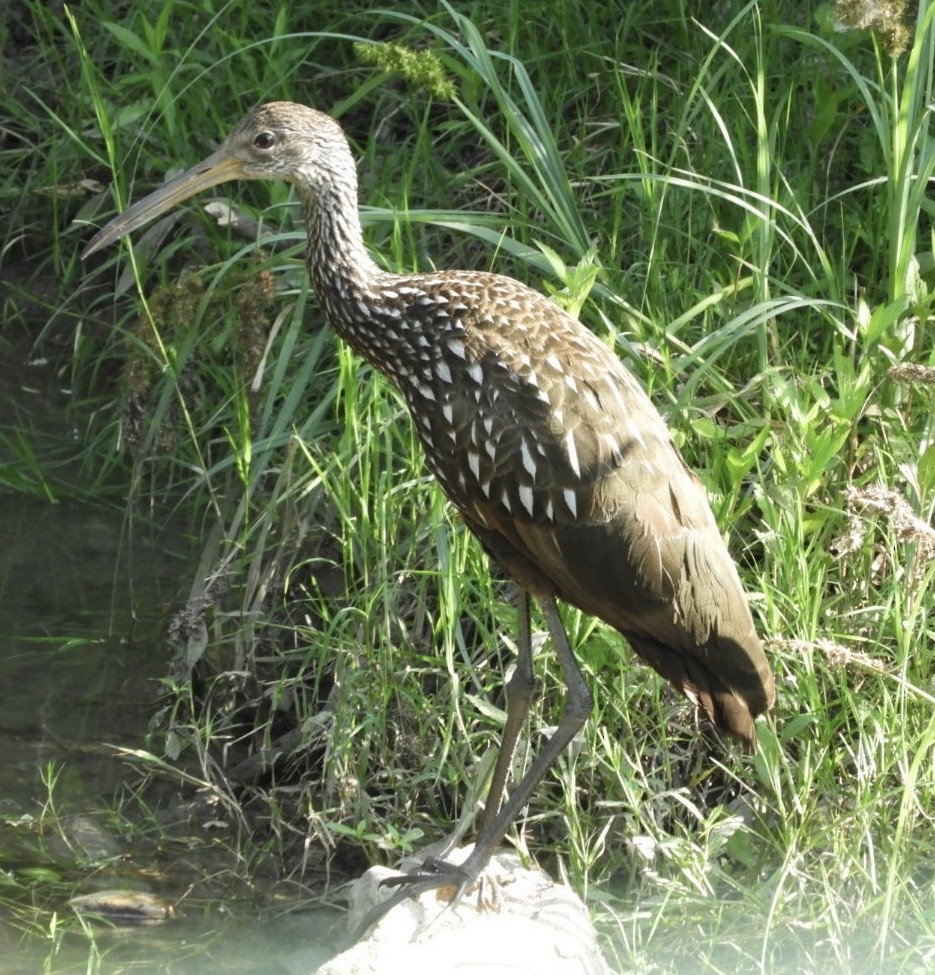 Limpkin - William Edwards