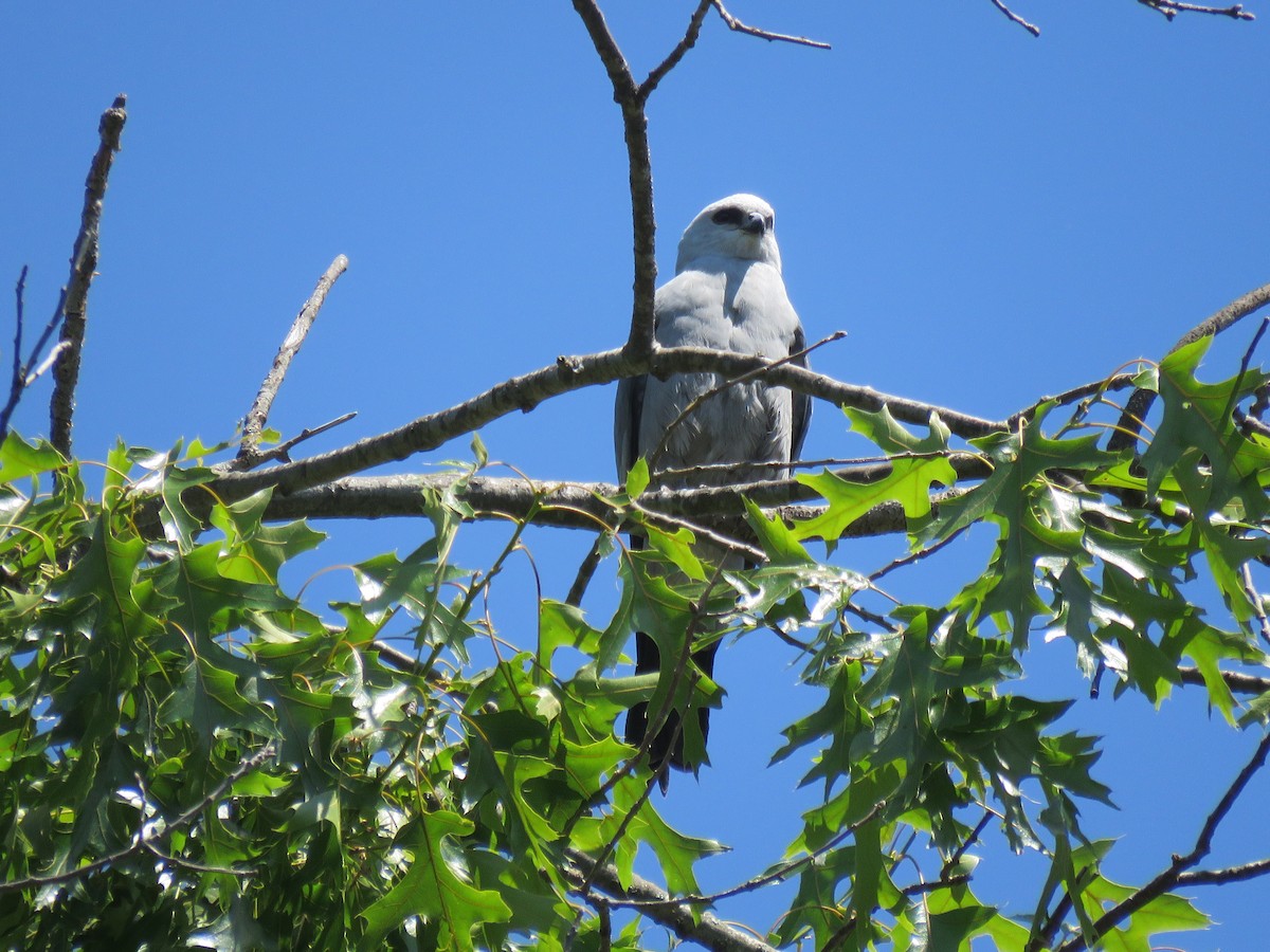 Mississippi Kite - ML579248111