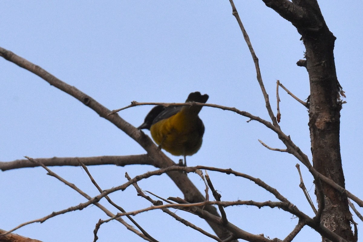 Scott's Oriole - ML579248601