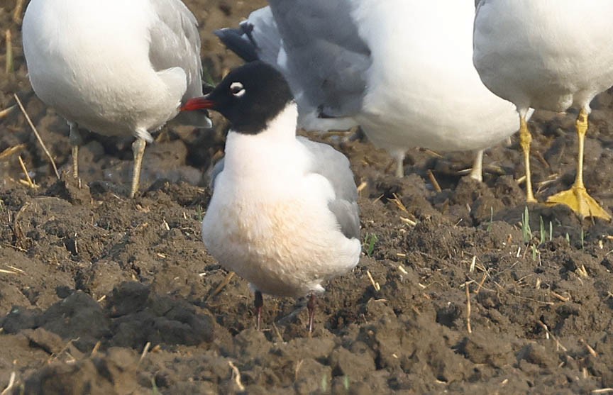 Franklin's Gull - ML579248681