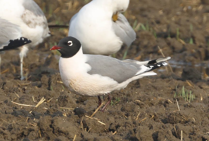 Franklin's Gull - ML579248691