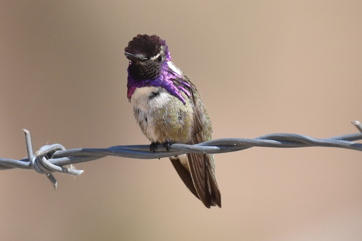 Costa's Hummingbird - Naresh Satyan