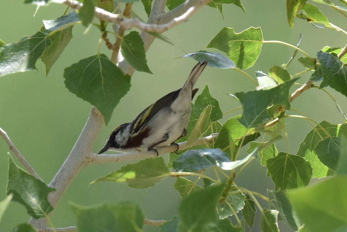 Chestnut-sided Warbler - Naresh Satyan