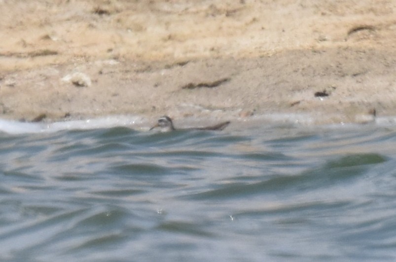 Red Phalarope - ML579249451