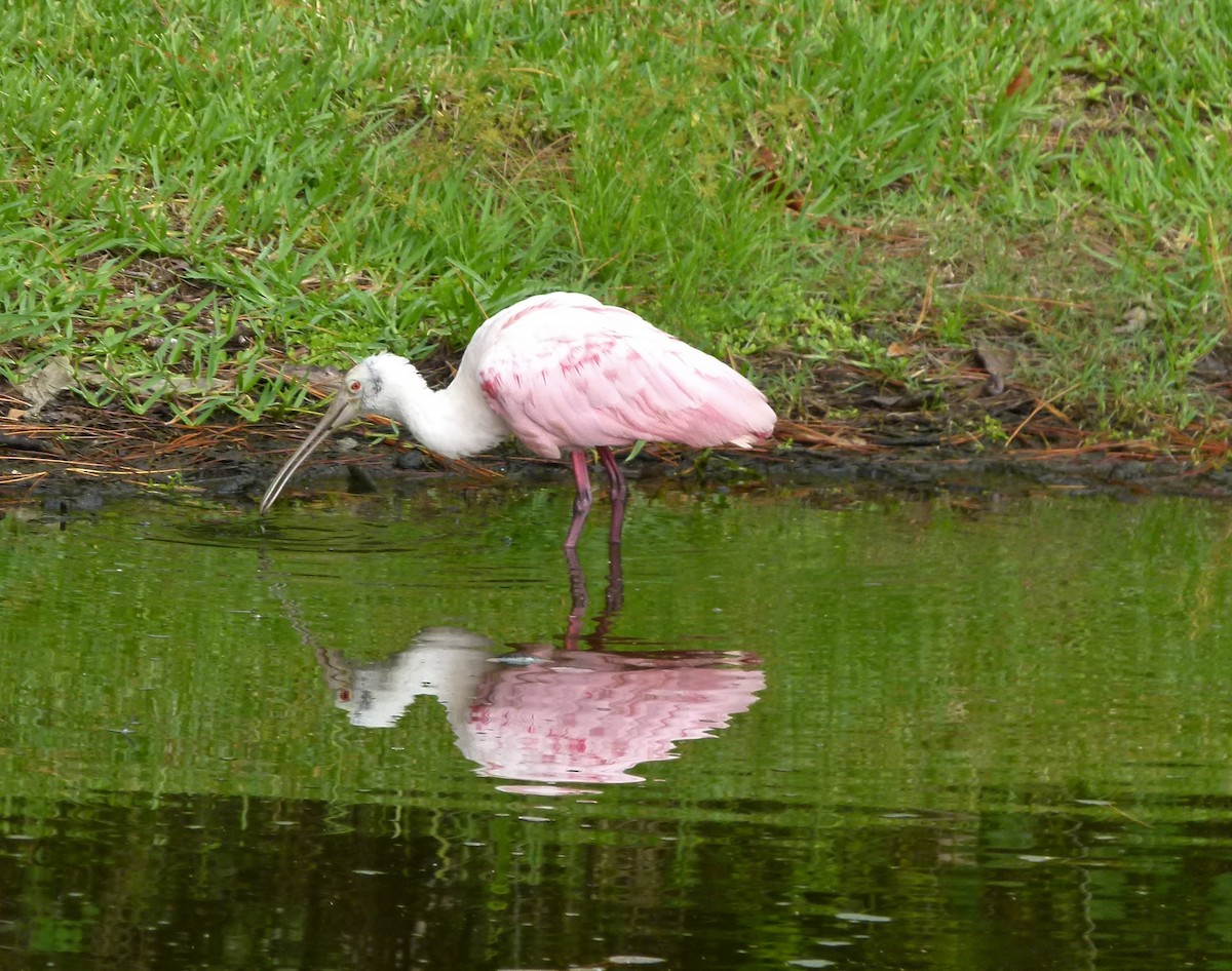 Roseate Spoonbill - ML579249471