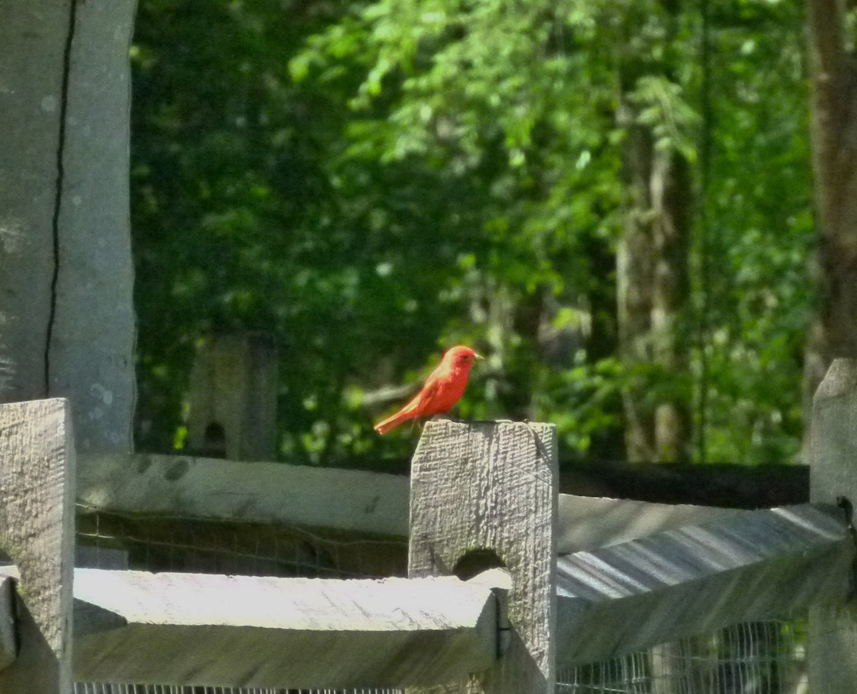 Summer Tanager - Susan Killeen