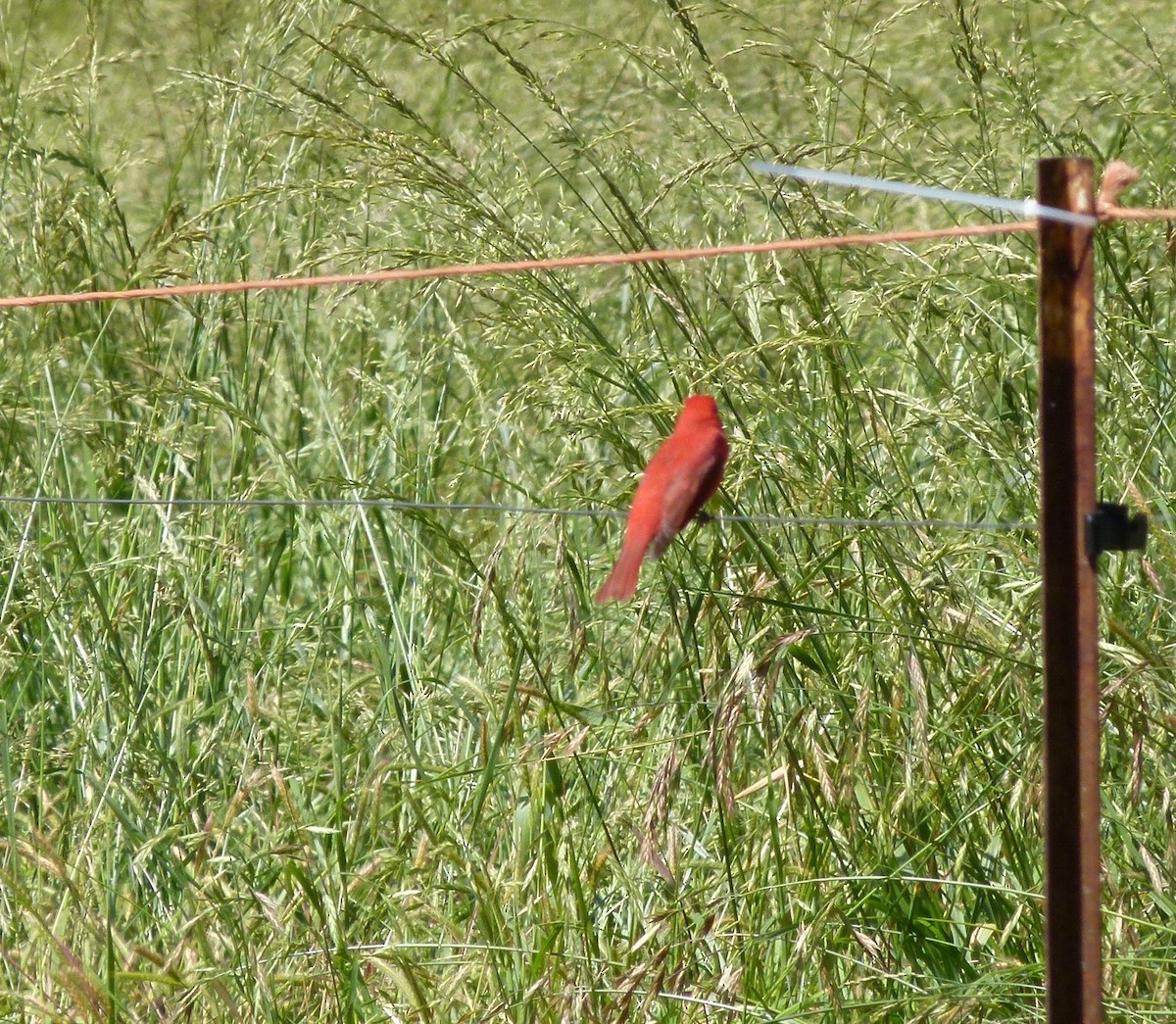 Summer Tanager - ML579252731