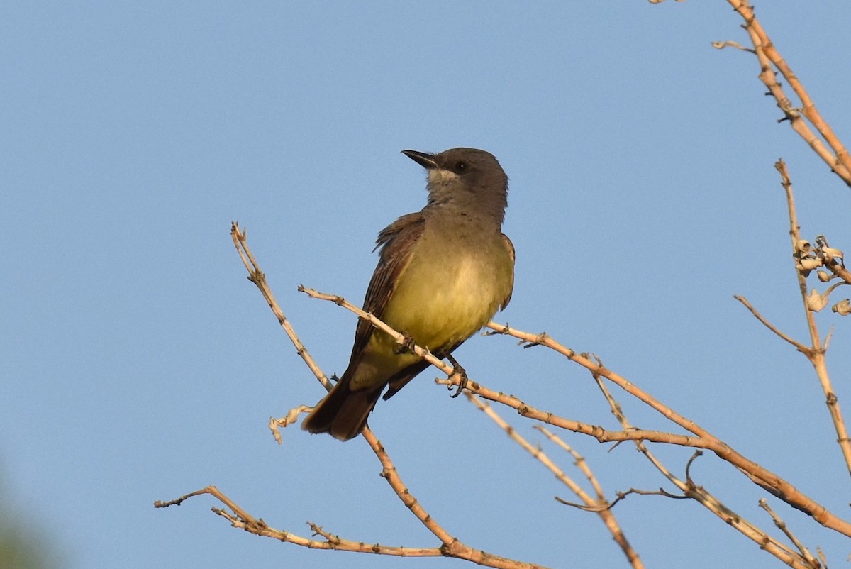 Cassin's Kingbird - Naresh Satyan