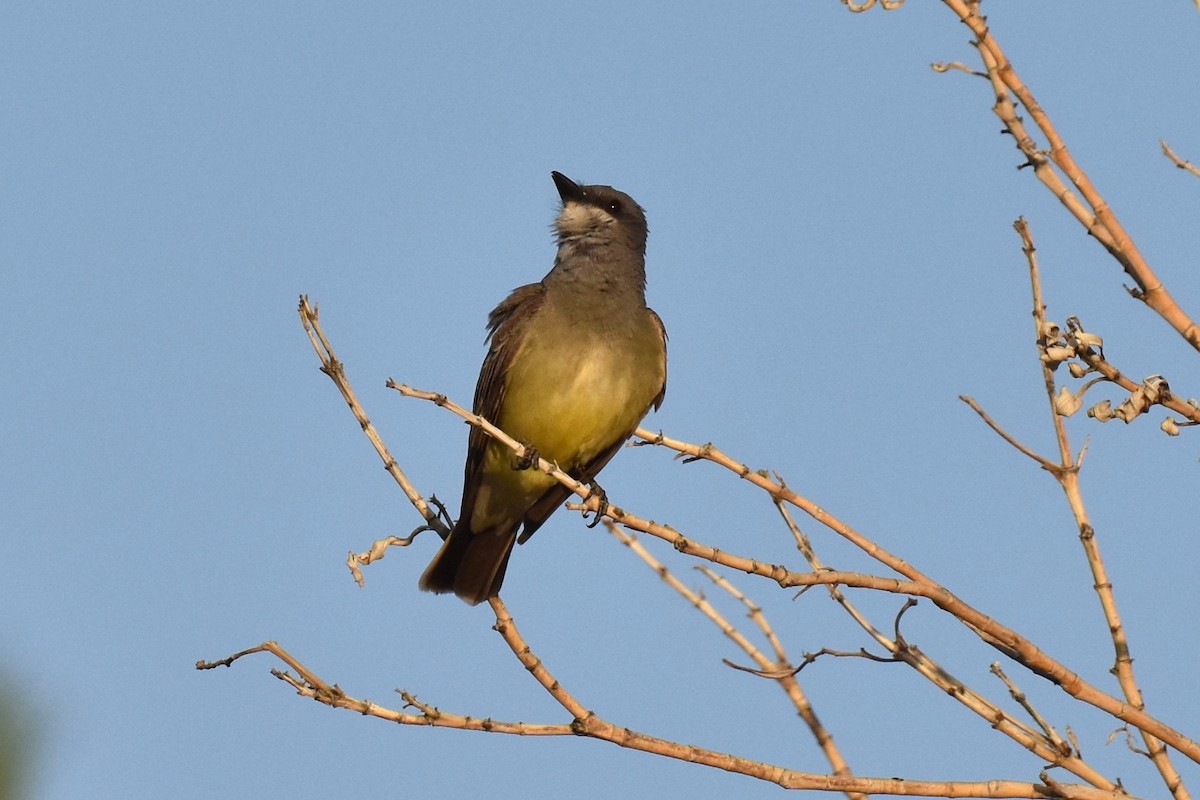 Cassin's Kingbird - Naresh Satyan
