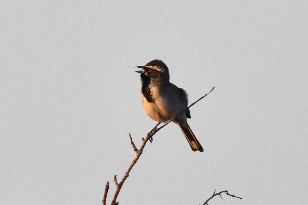 Black-throated Sparrow - Naresh Satyan