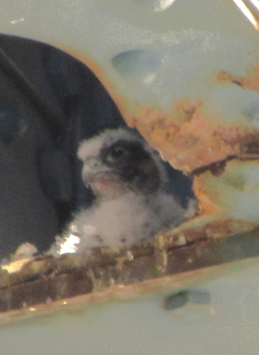 Peregrine Falcon - Fred Kachmarik