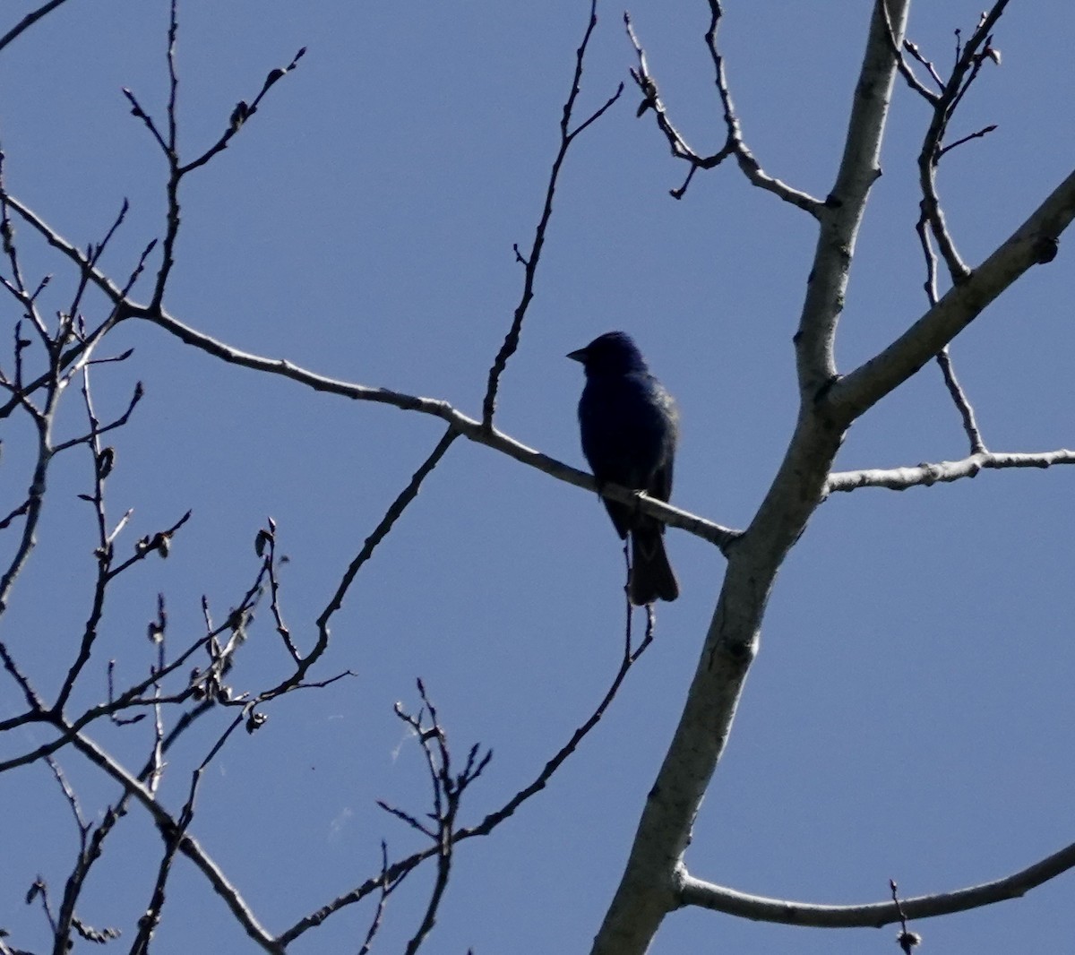 Indigo Bunting - Jeanne-Marie Maher