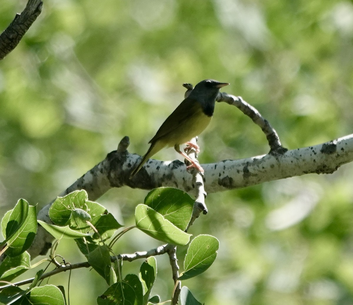 Graukopf-Waldsänger - ML579253691