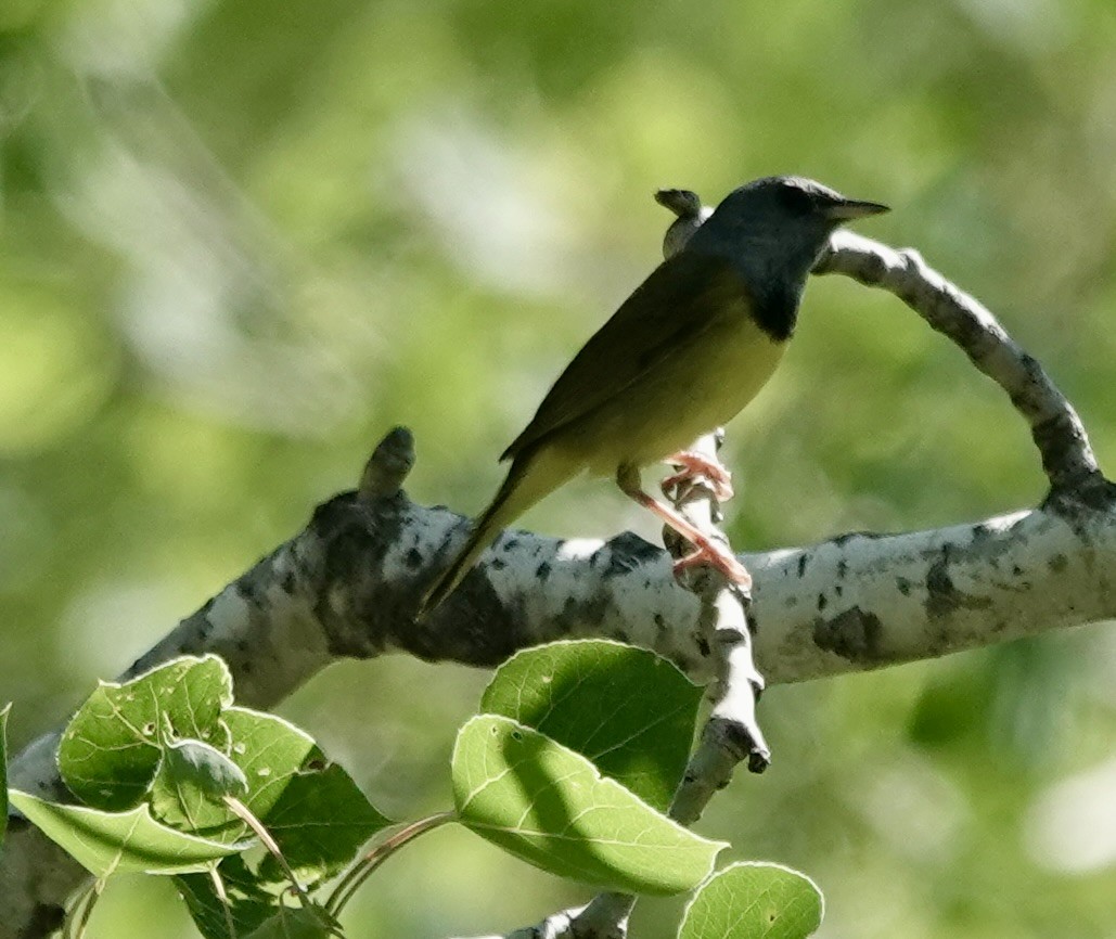 Graukopf-Waldsänger - ML579253711