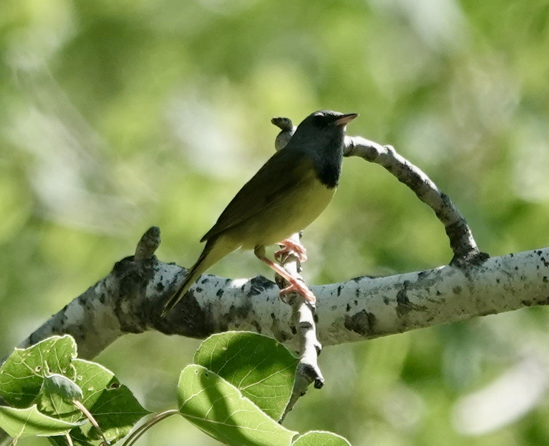 Mourning Warbler - ML579253741