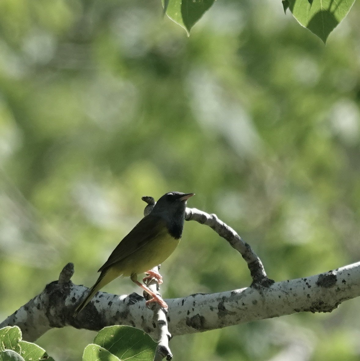 Mourning Warbler - ML579253791